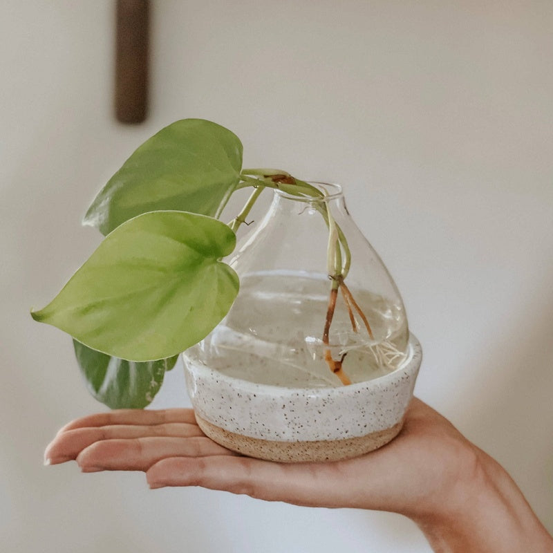 Ceramic Plant Propagation Station — handmade ceramics by Kiln & Co